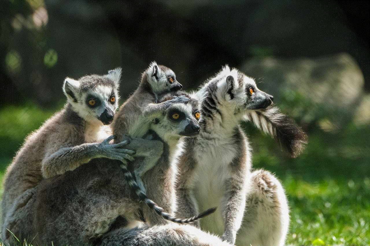 Ring Tailed Lemur Lemur