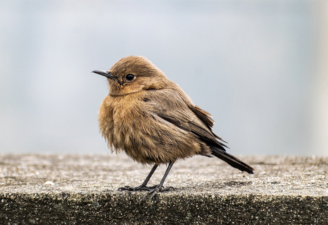 Bird Indian Chat