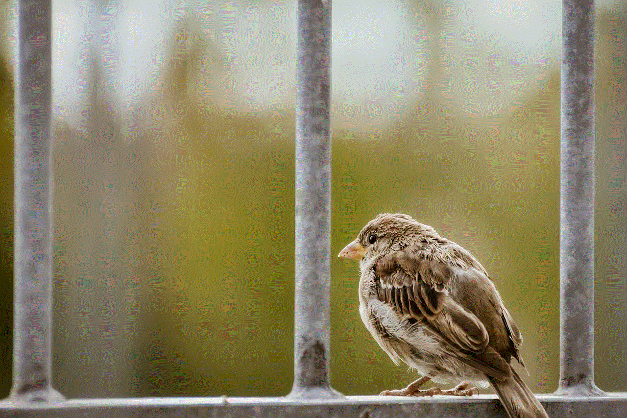 Sparrow Bird