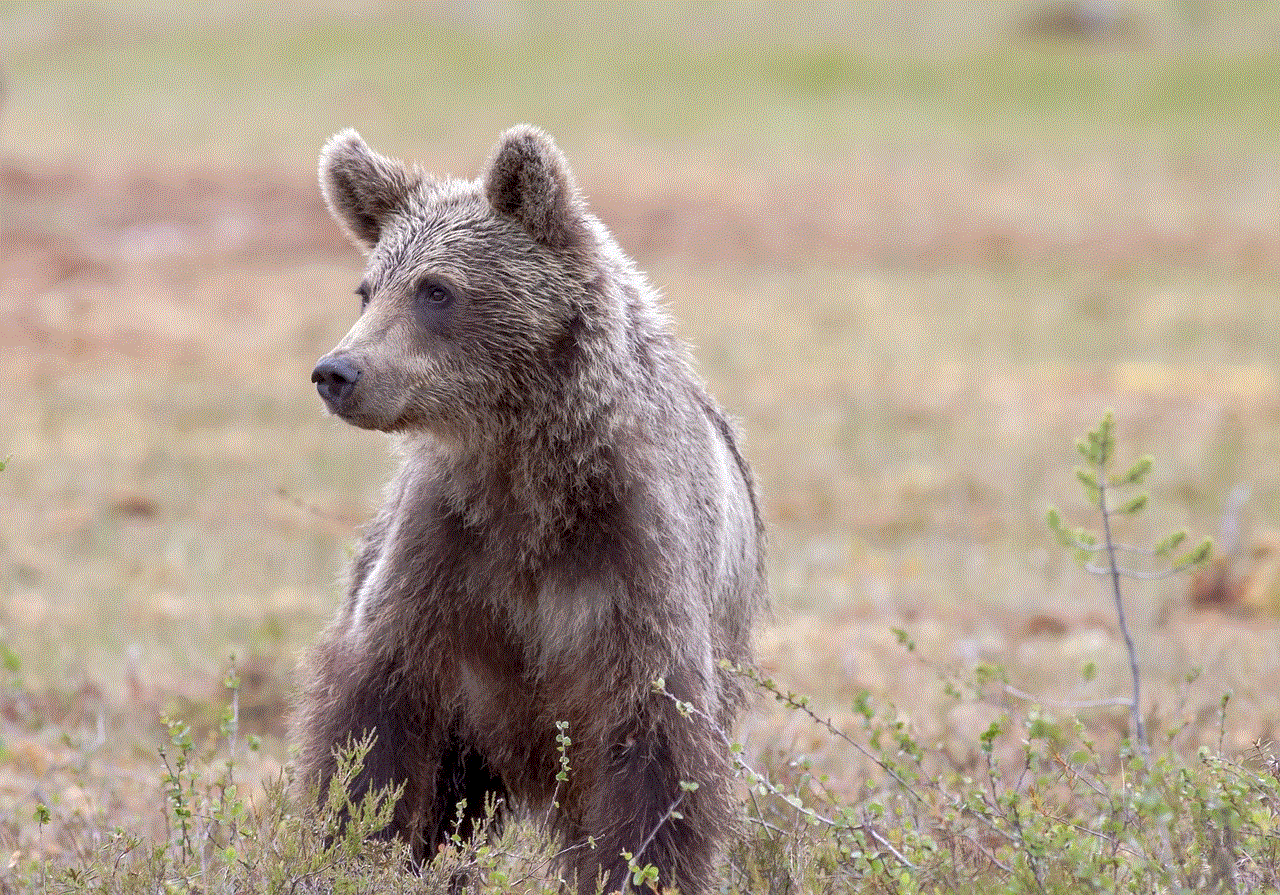 Bear Brown Bear