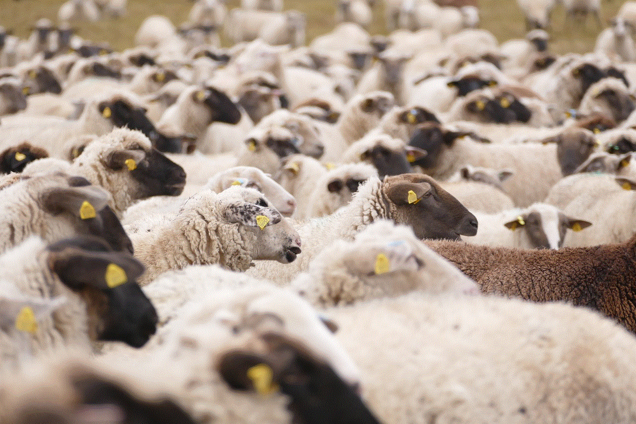 Sheeps Animals