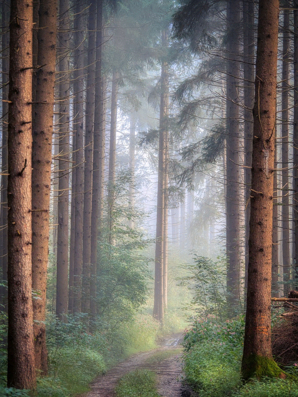 Forest Path