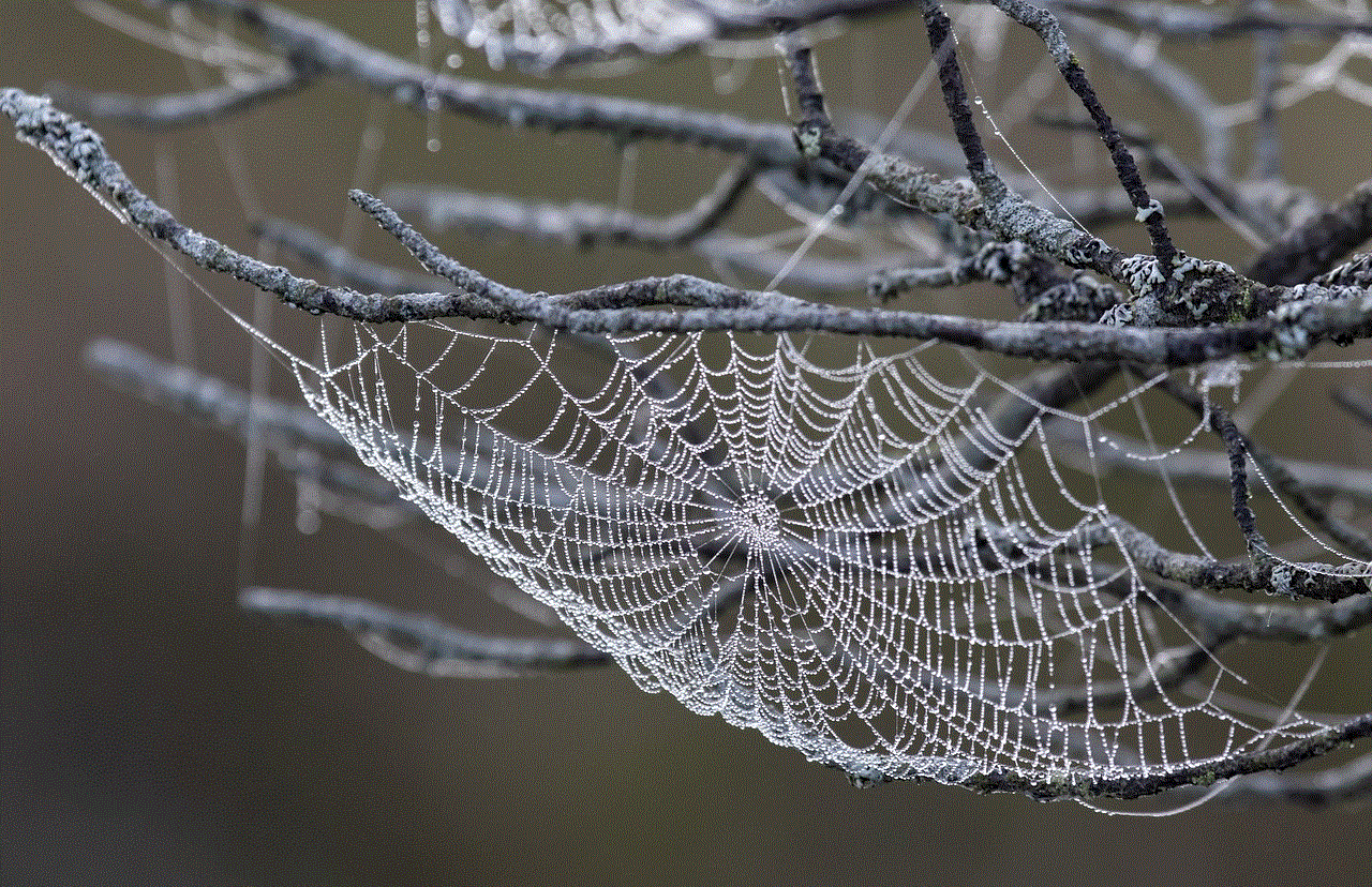 Spider Web Cobweb