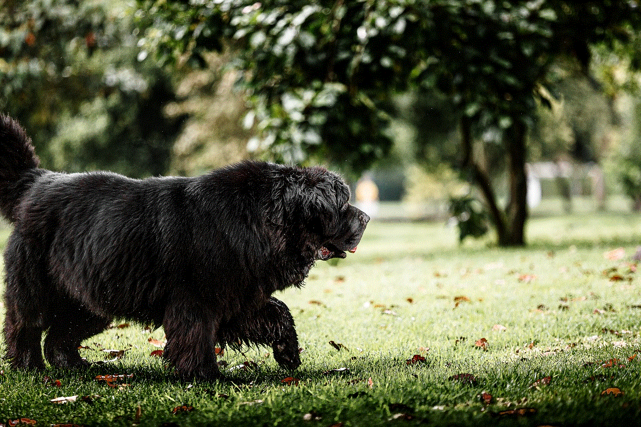 Newfoundland Dog Dog