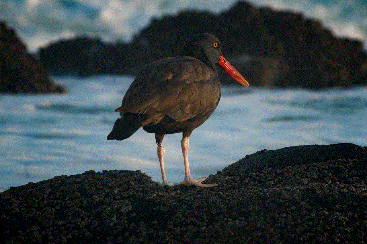 Blackish Oystercatcher Bird