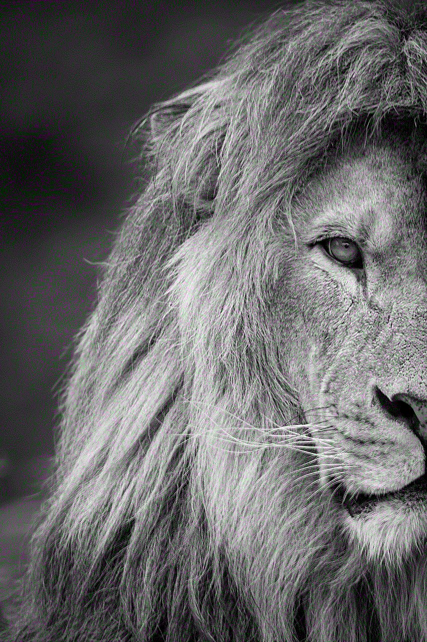 Lion Animal