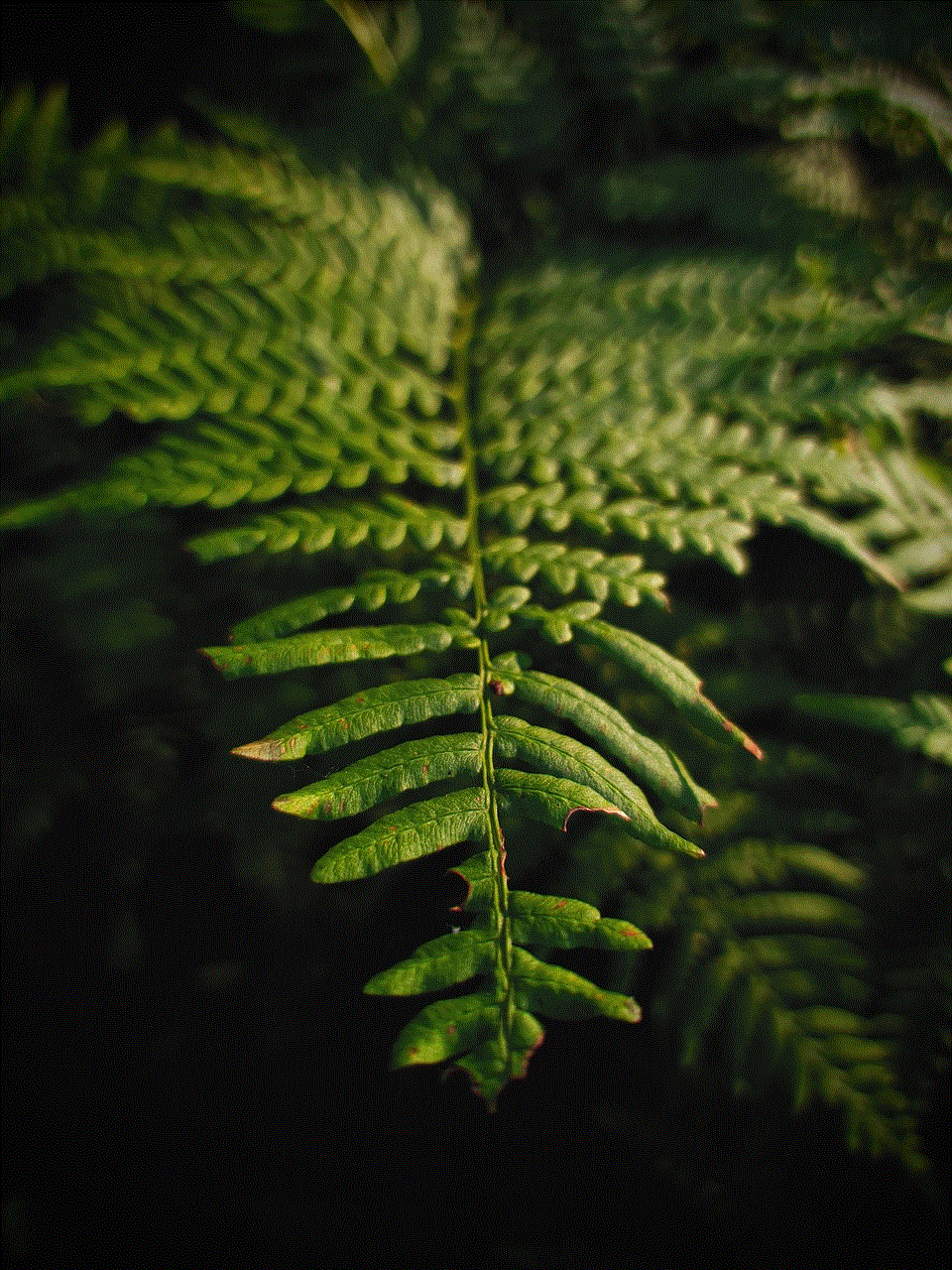 Fern Flowers