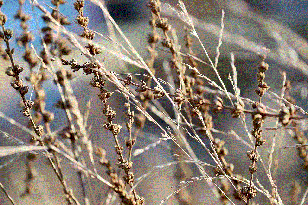 Dried Flowers Withered