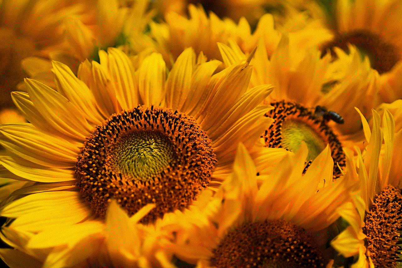 Sunflowers Flowers