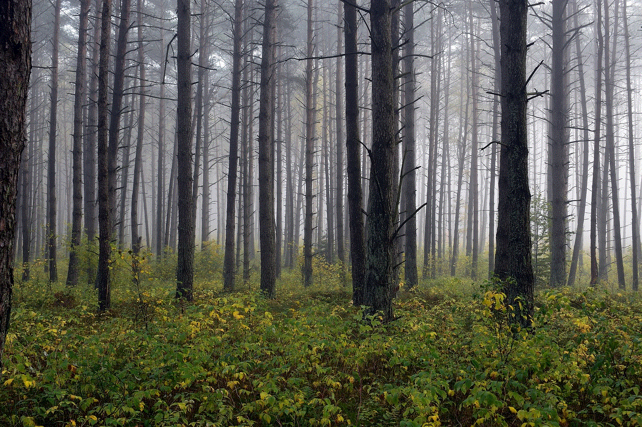 Forest Trees