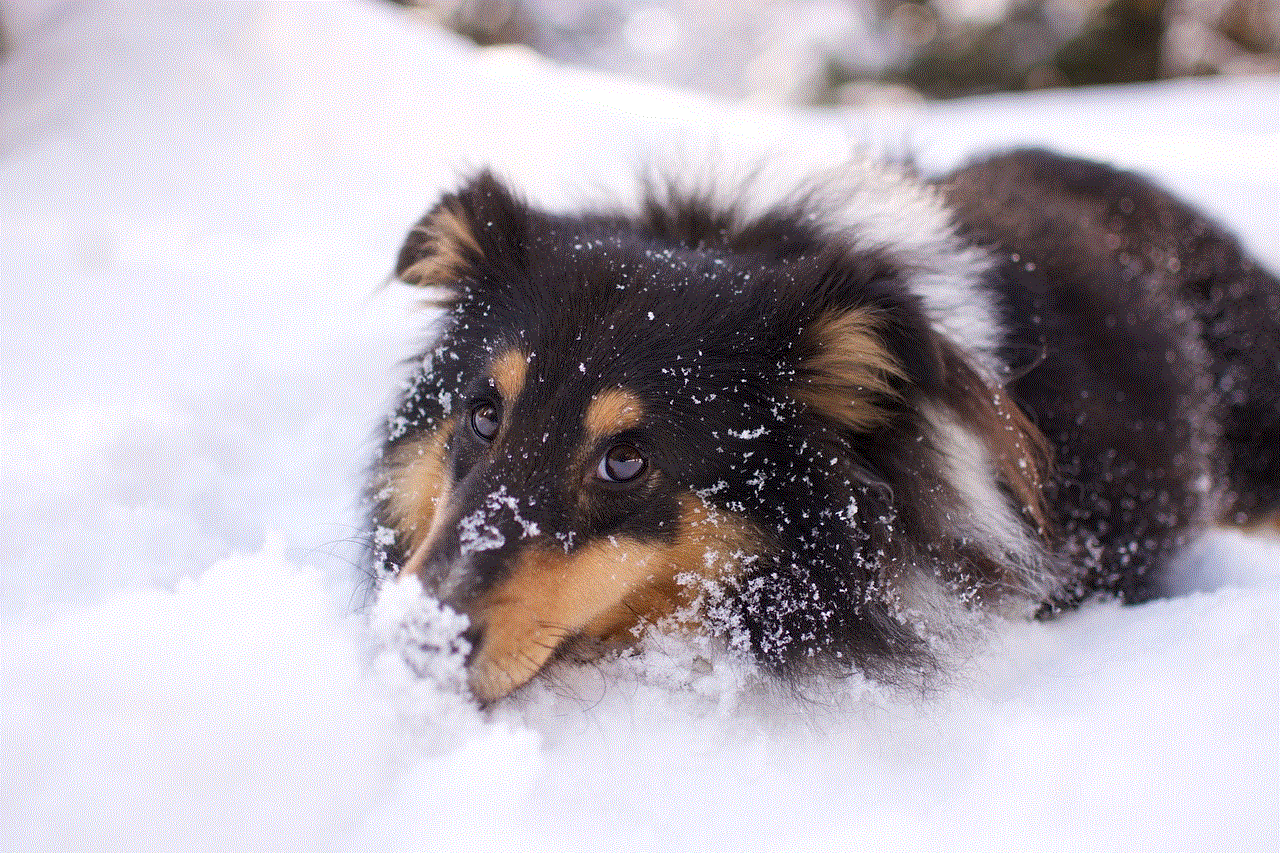 Dog Walk Snow Shetland Sheepdog