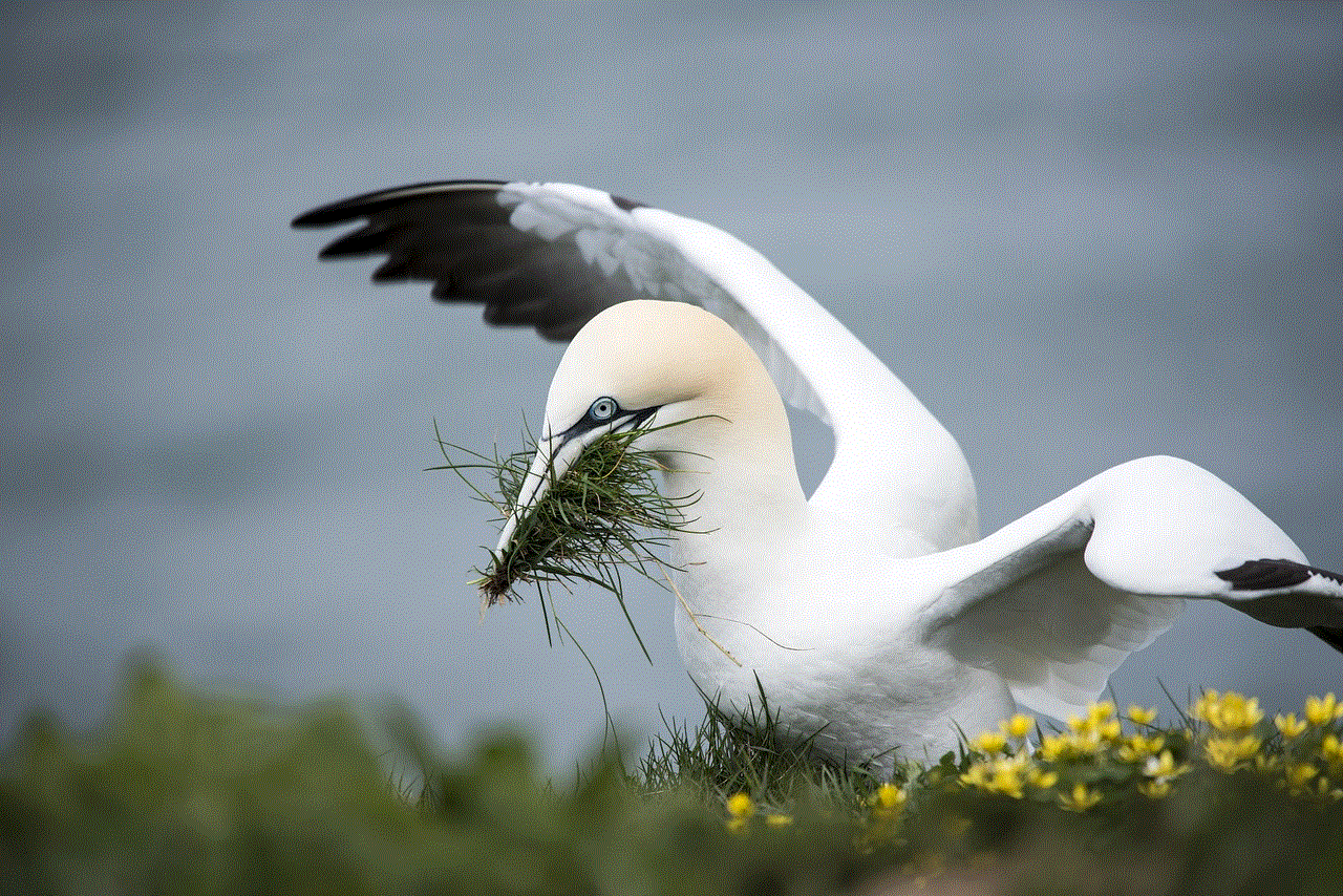 Gannet Sea Bird