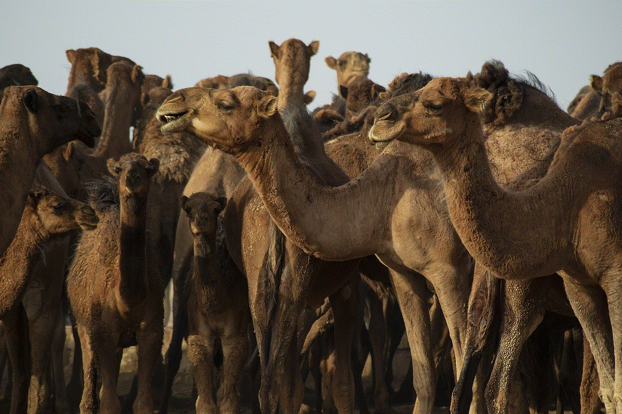 Camels Animals