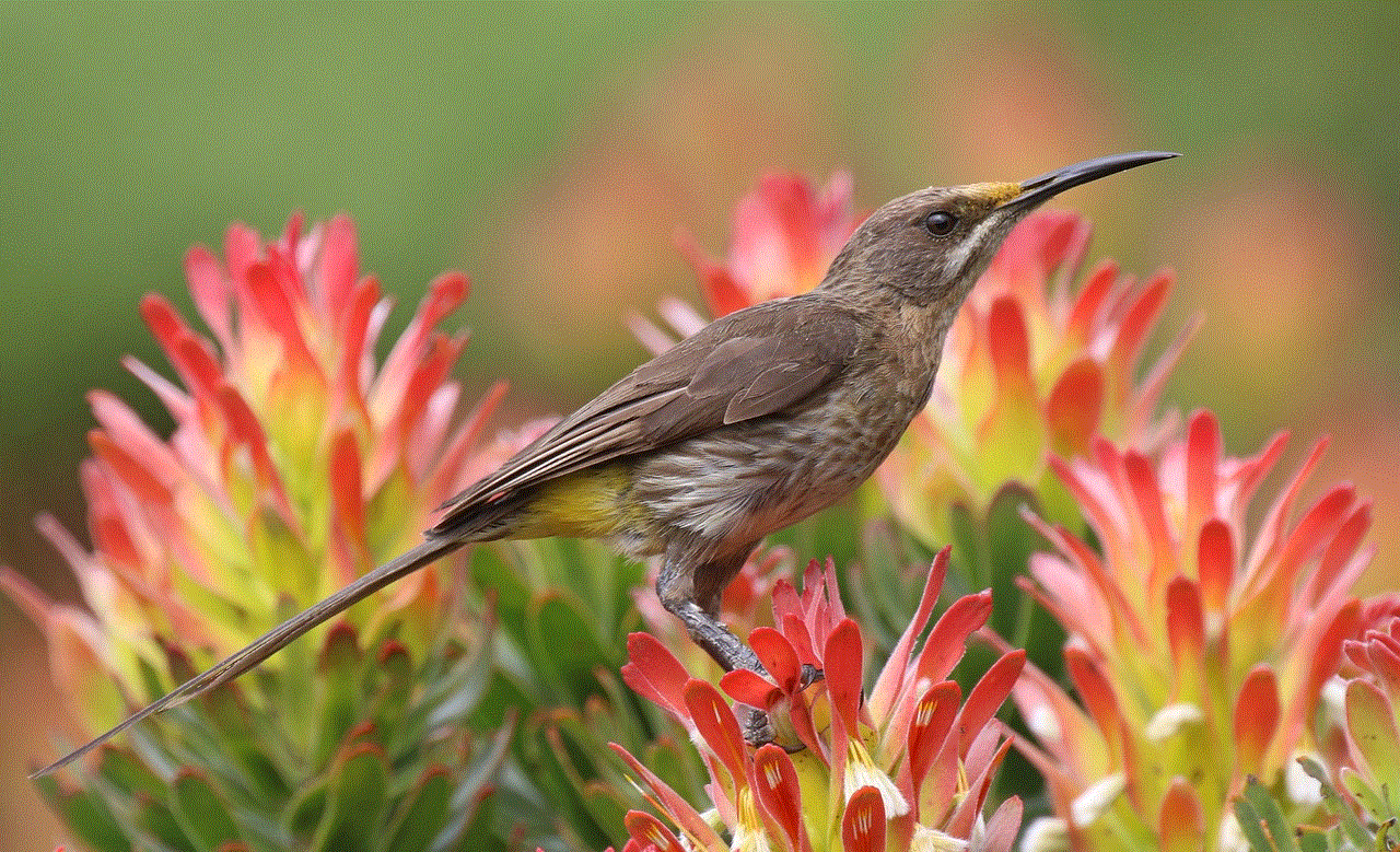 Sugarbird Sugarbushes