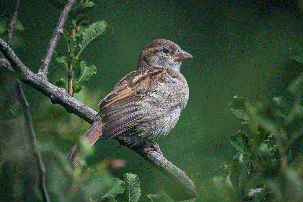 Sparrow Bird