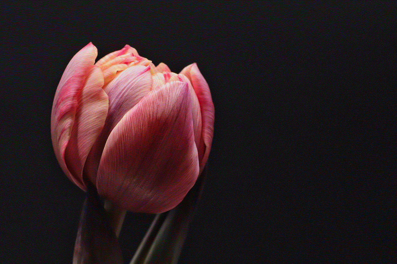 Tulip Beautiful Flowers