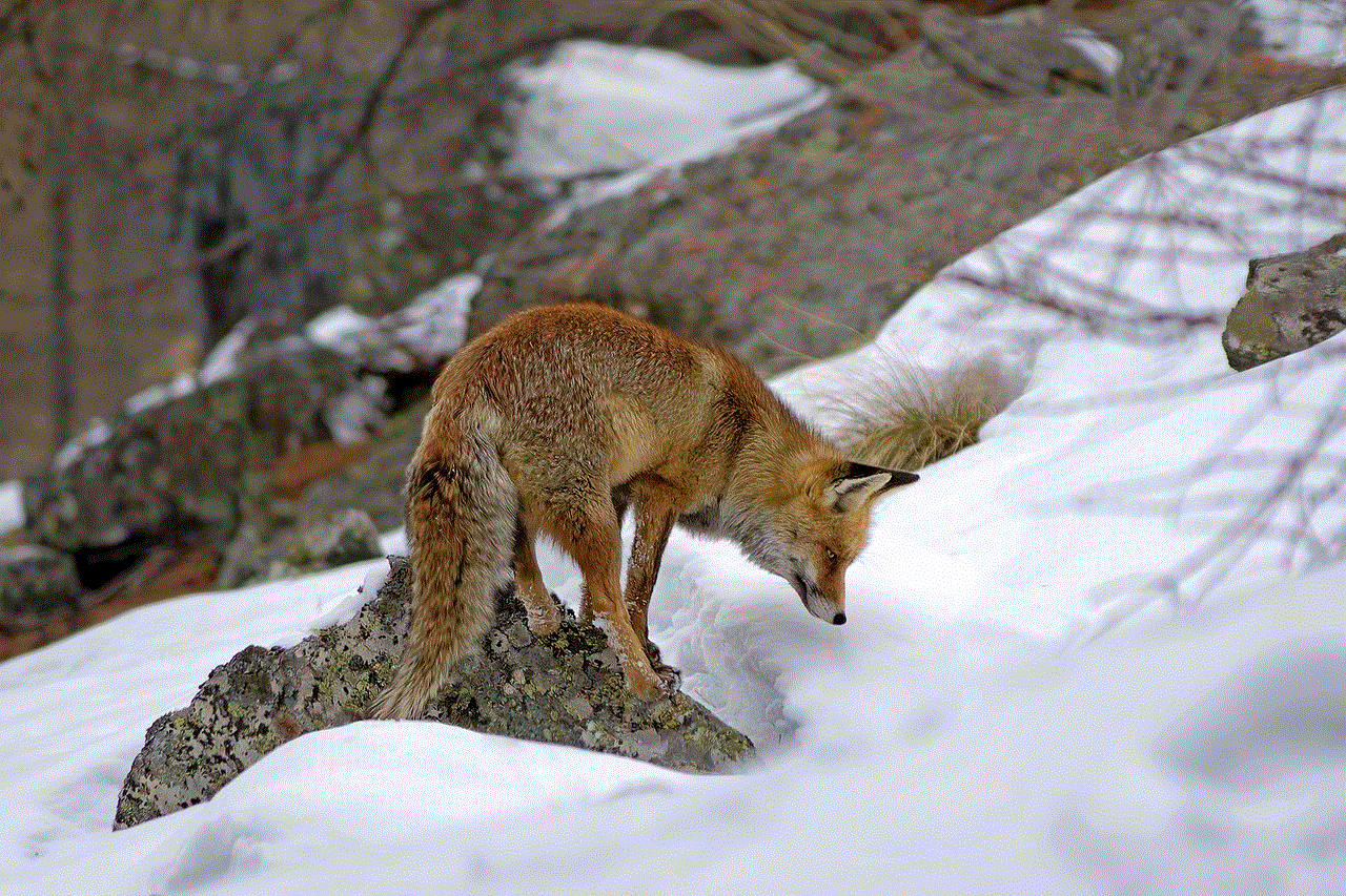 Red Fox Mammal