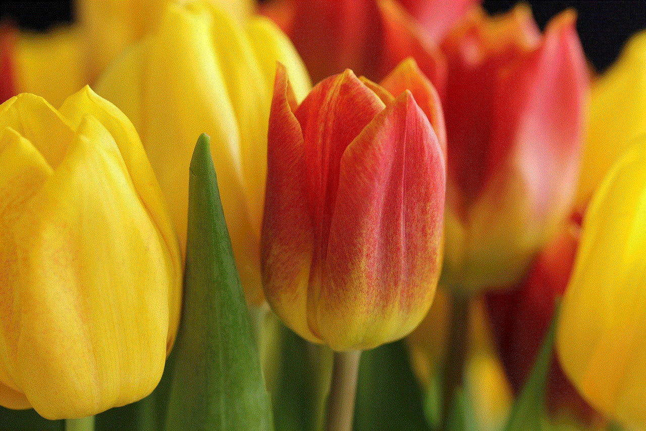 Flowers Tulips