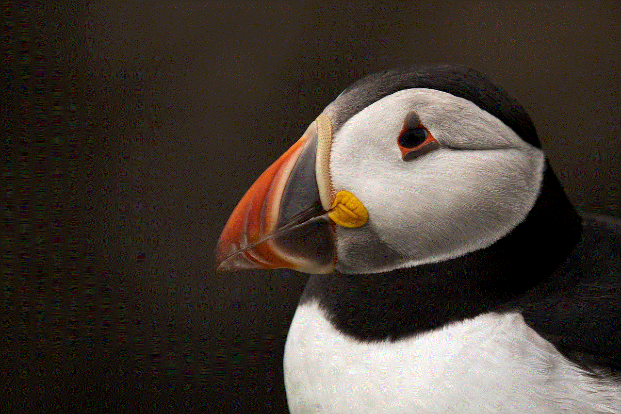 Bird Puffin