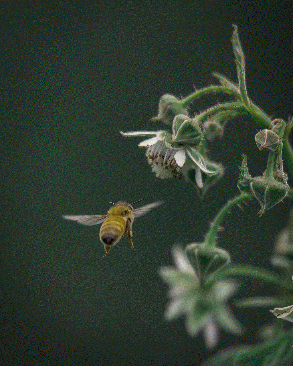 Honeybee Beautiful Flowers