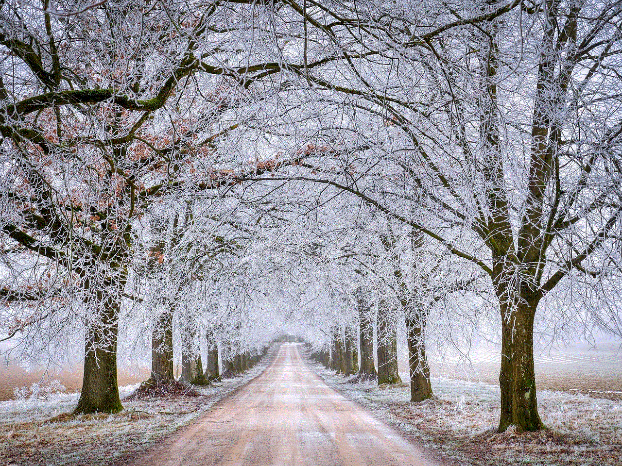 Road Trees