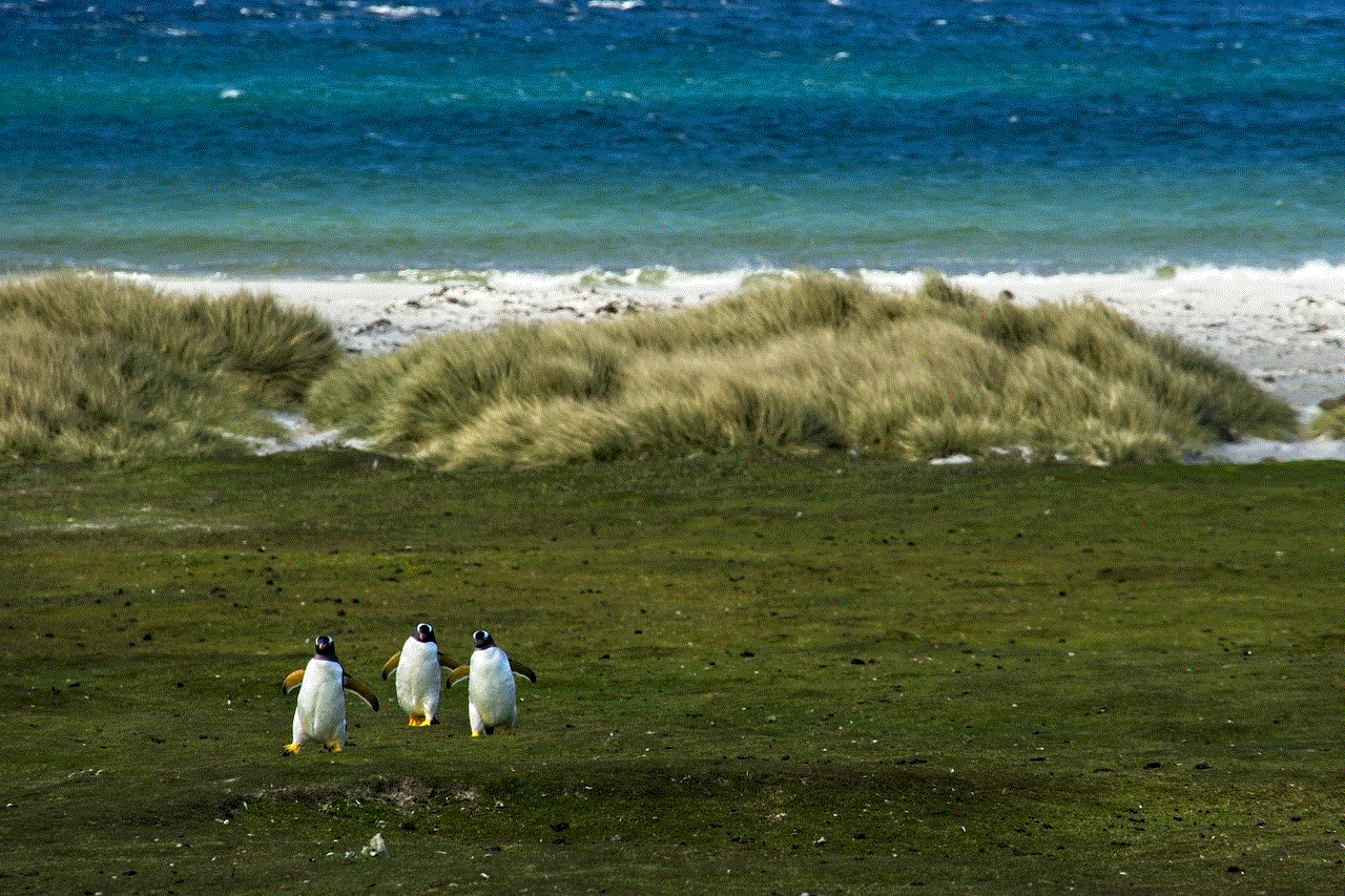 Bird Penguins