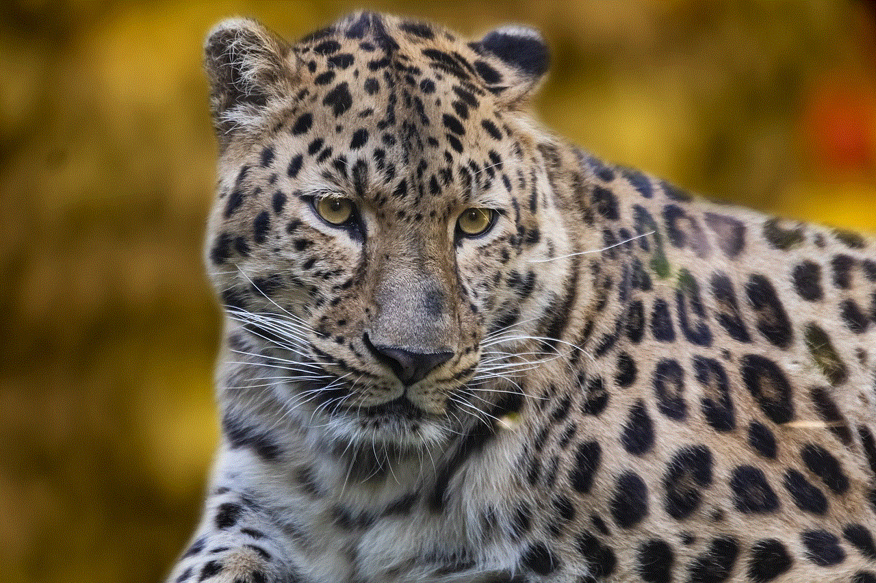 Leopard Animal