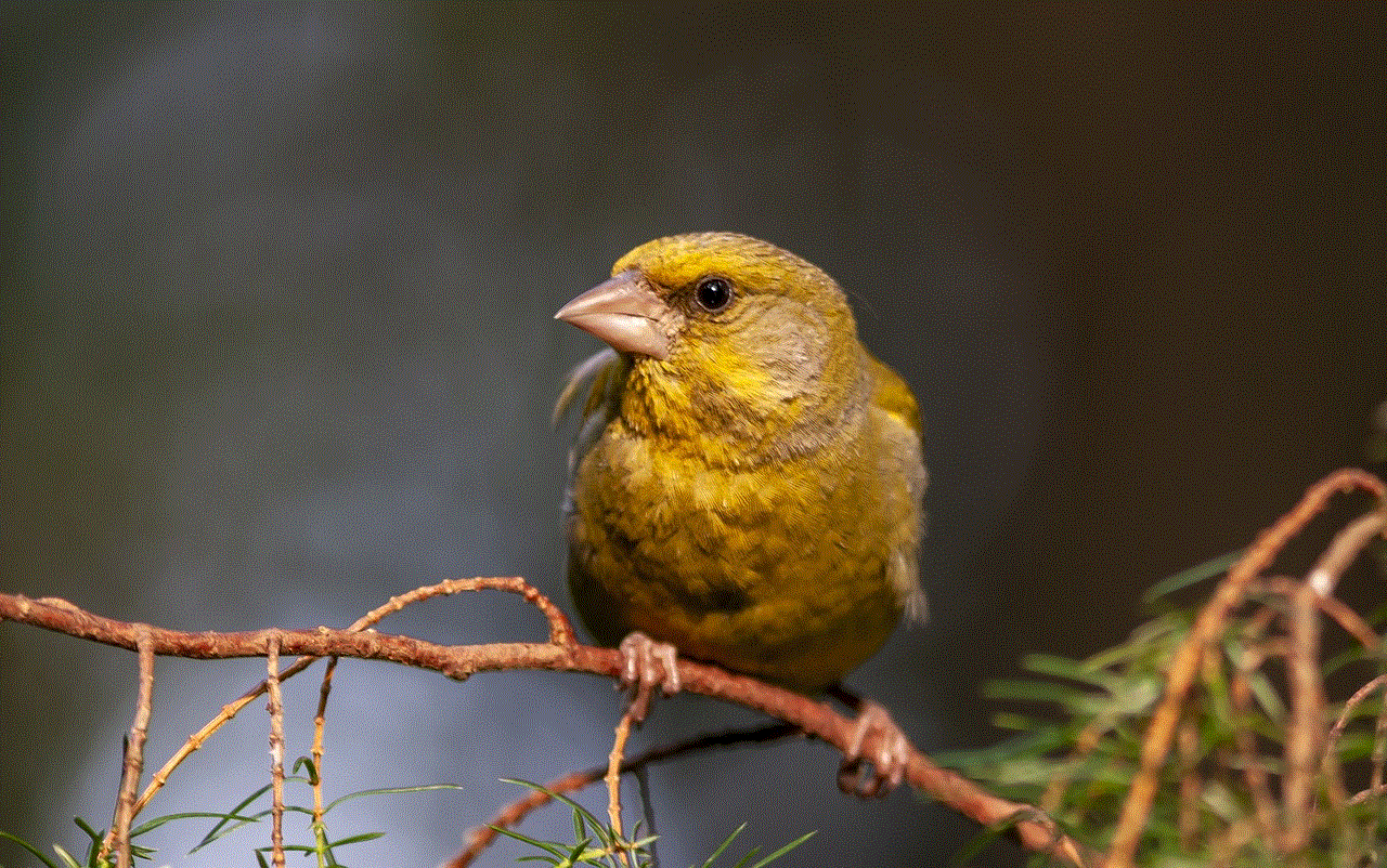 Greenfinch Bird