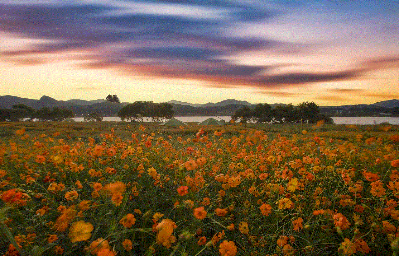 Orange Flowers Meadow