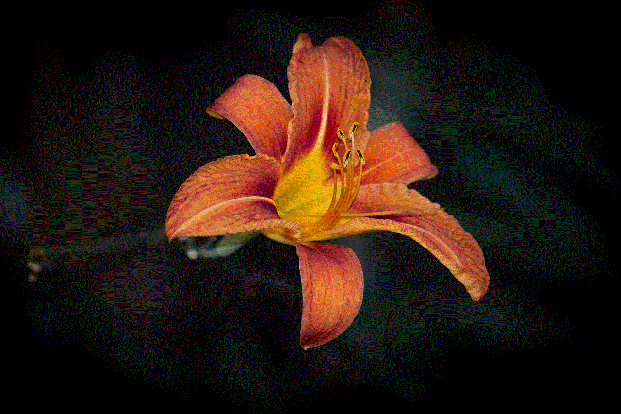 Lily Flower