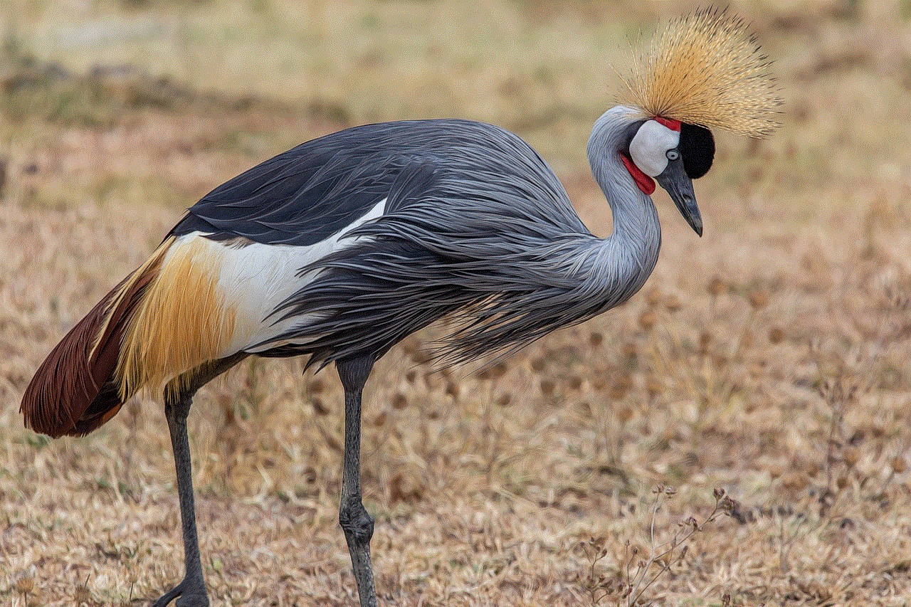 Grey Crowned Crane Balearica Regulorum