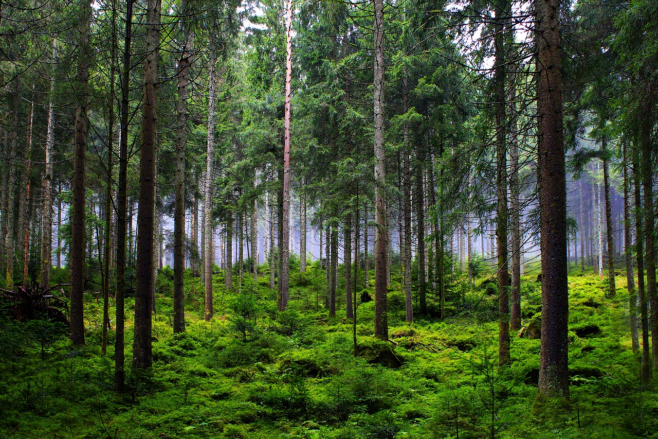 Forest Trees