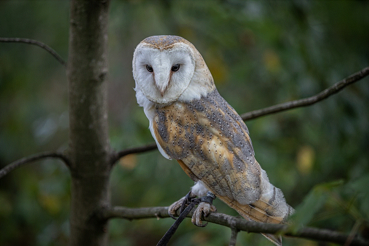 Owl Bird