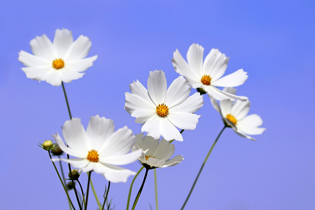 Cosmos Flower Wallpaper