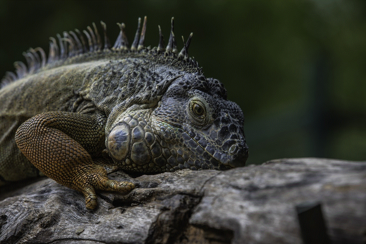 Lizard Iguana