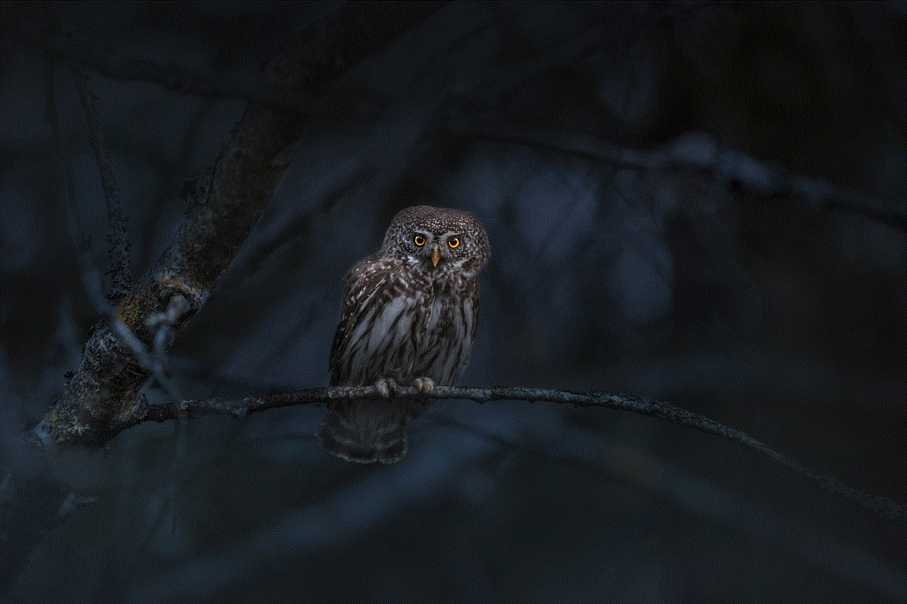 Eurasian Pygmy Owl Owl