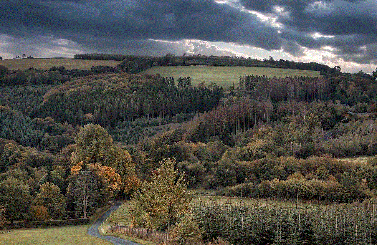 Sauerland Forest