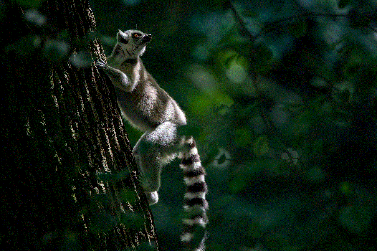 Lemur Animal