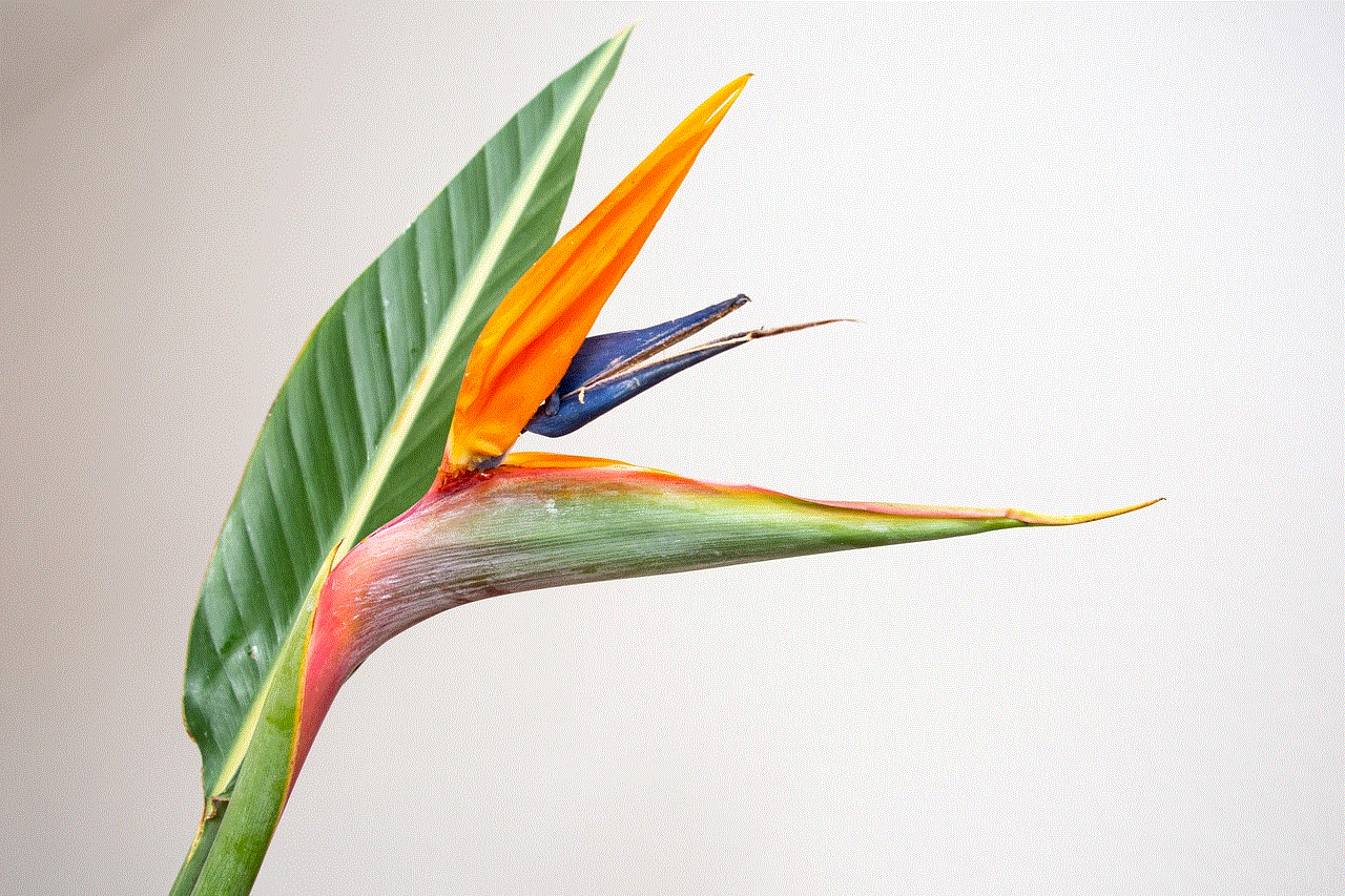 Bird Of Paradise Flower Strelitzia