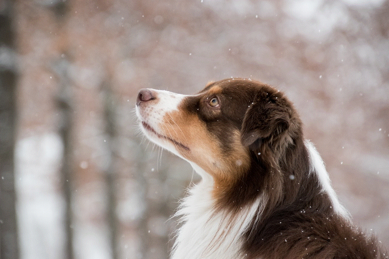 Australian Shepherd Dog