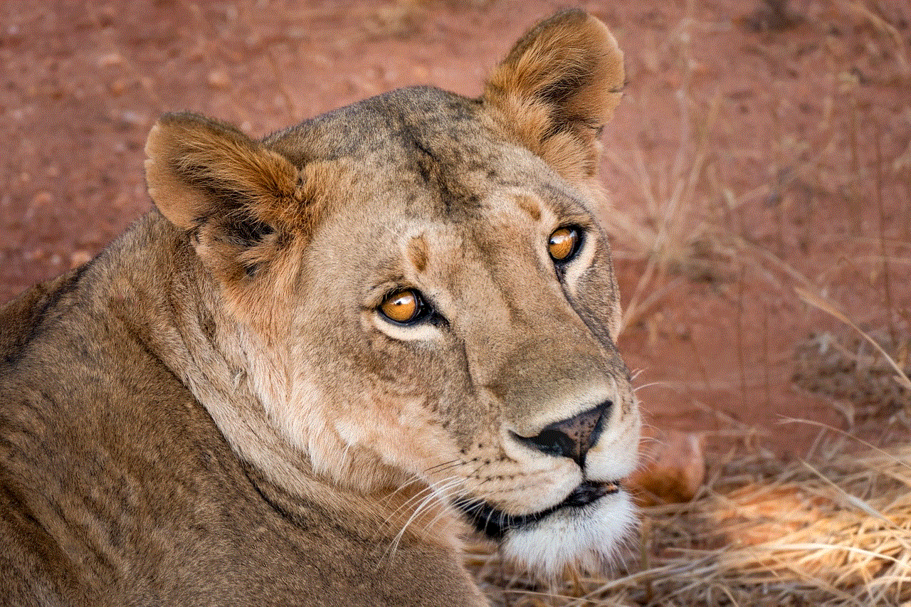 Lioness Lion