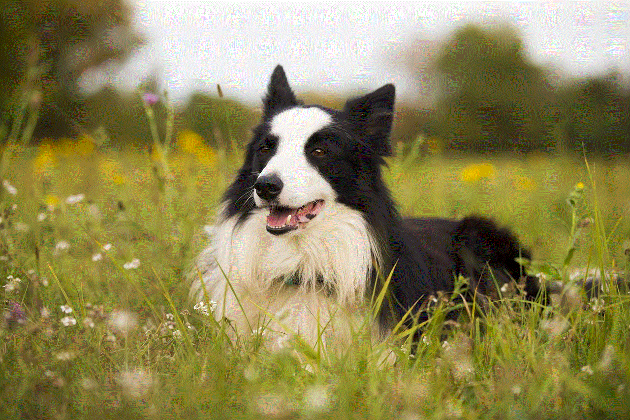 Border Collie Collie