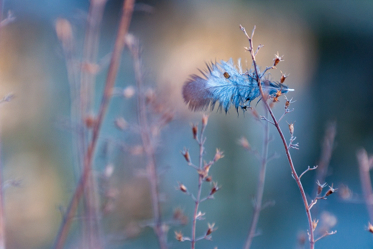 Feather Nature Feather Nature