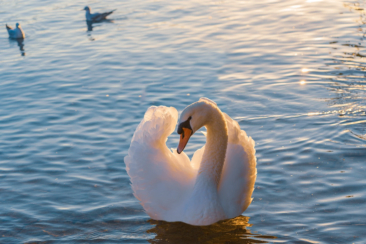 Swan Bird