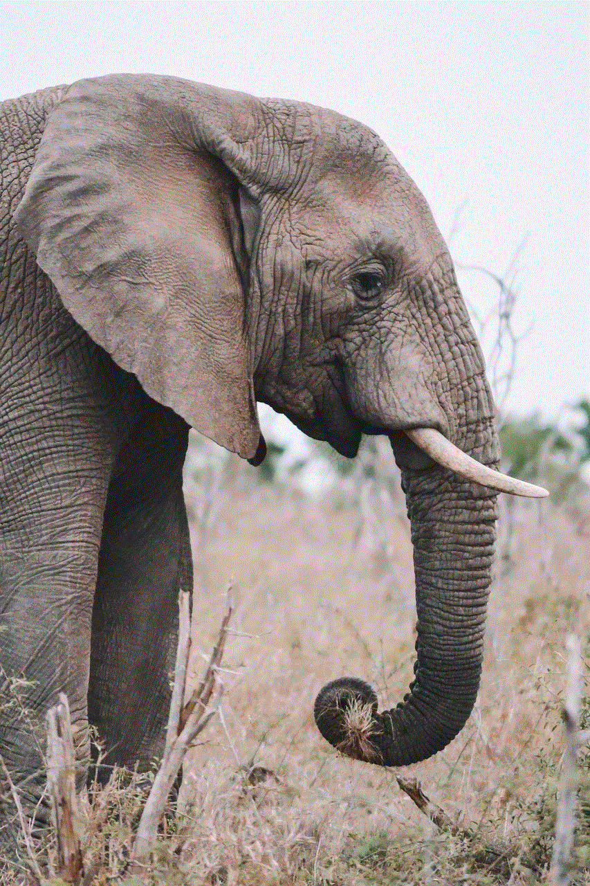 Elephant Animal