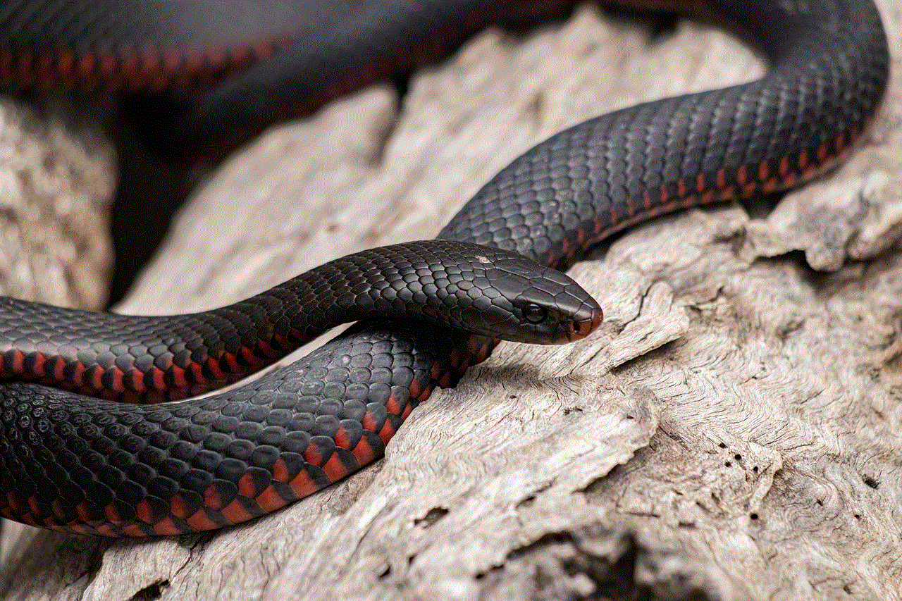 Red Bellied Black Snake Snake