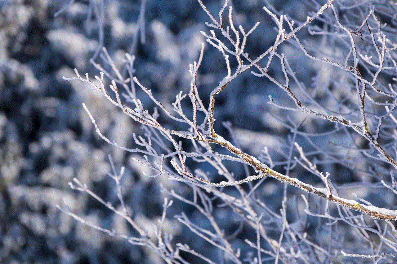 Branches Snow