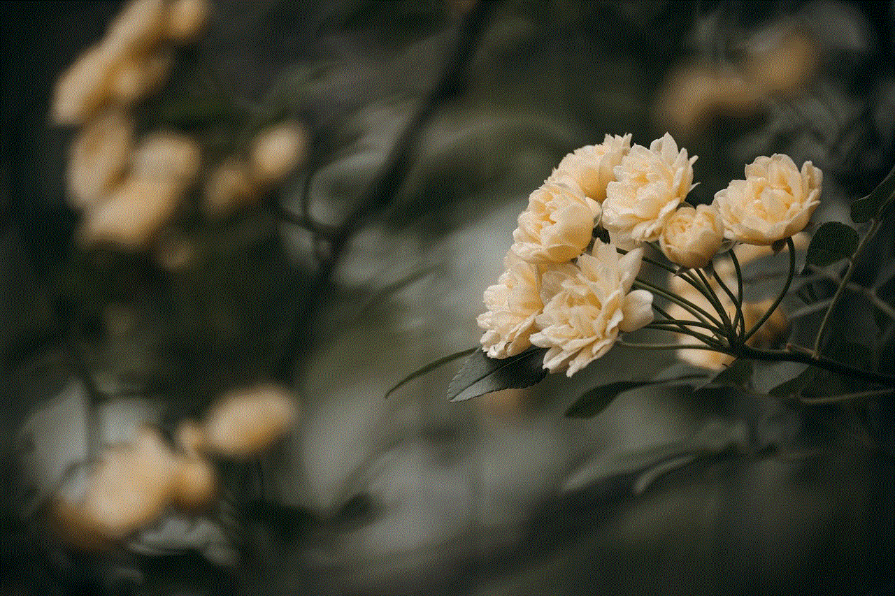 Roses Flowers