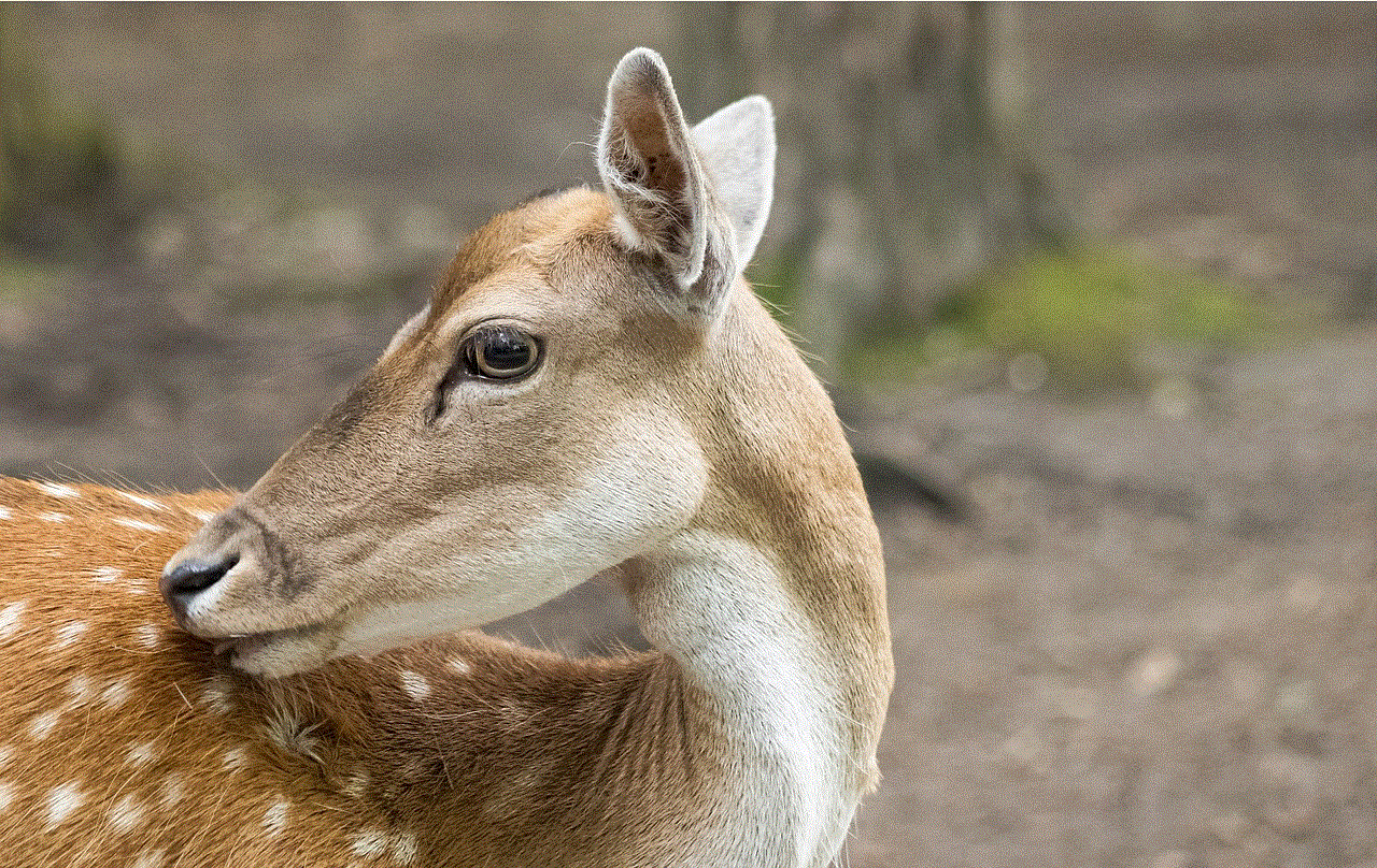 Fallow Deer Mammal