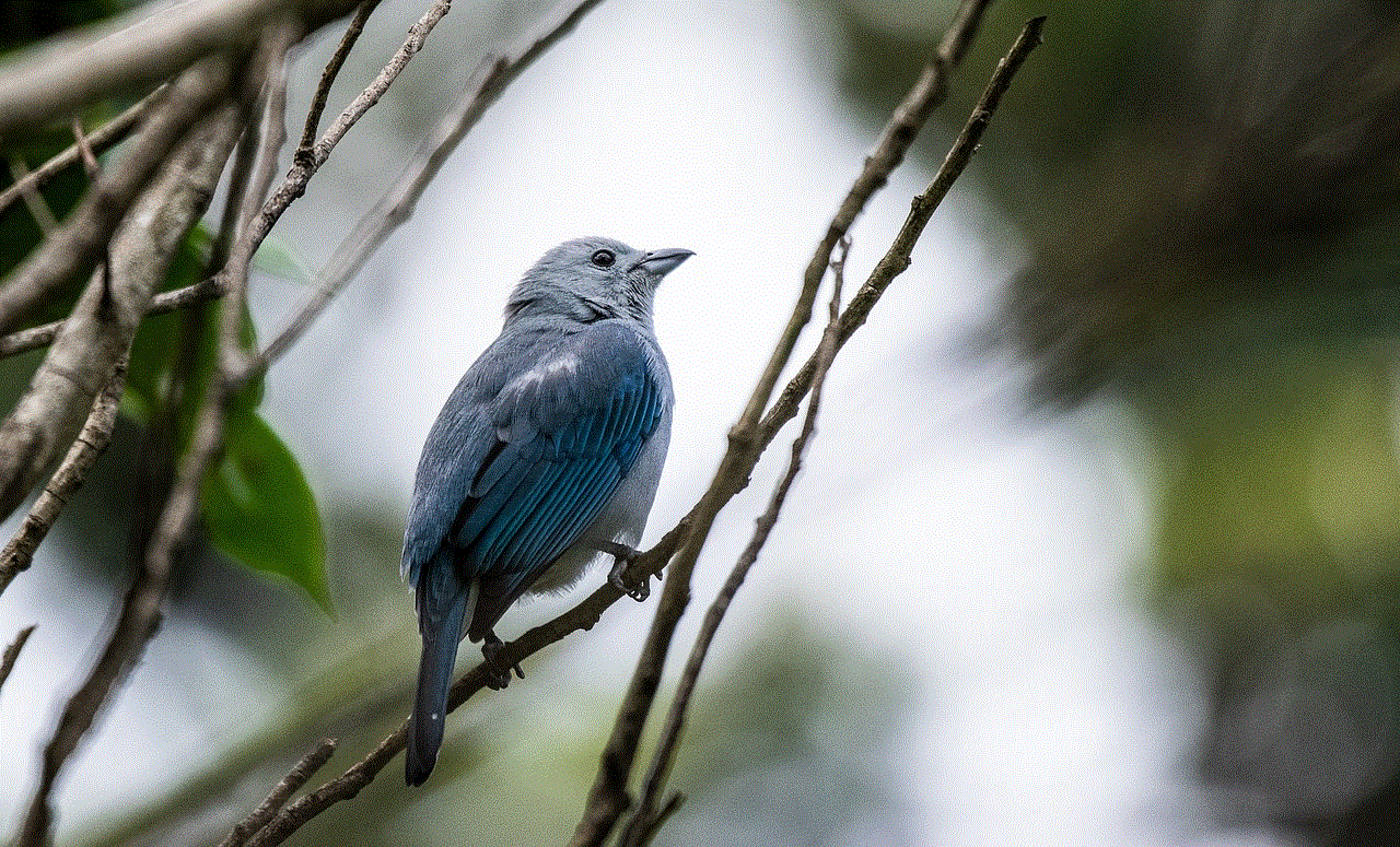 Bird Perched